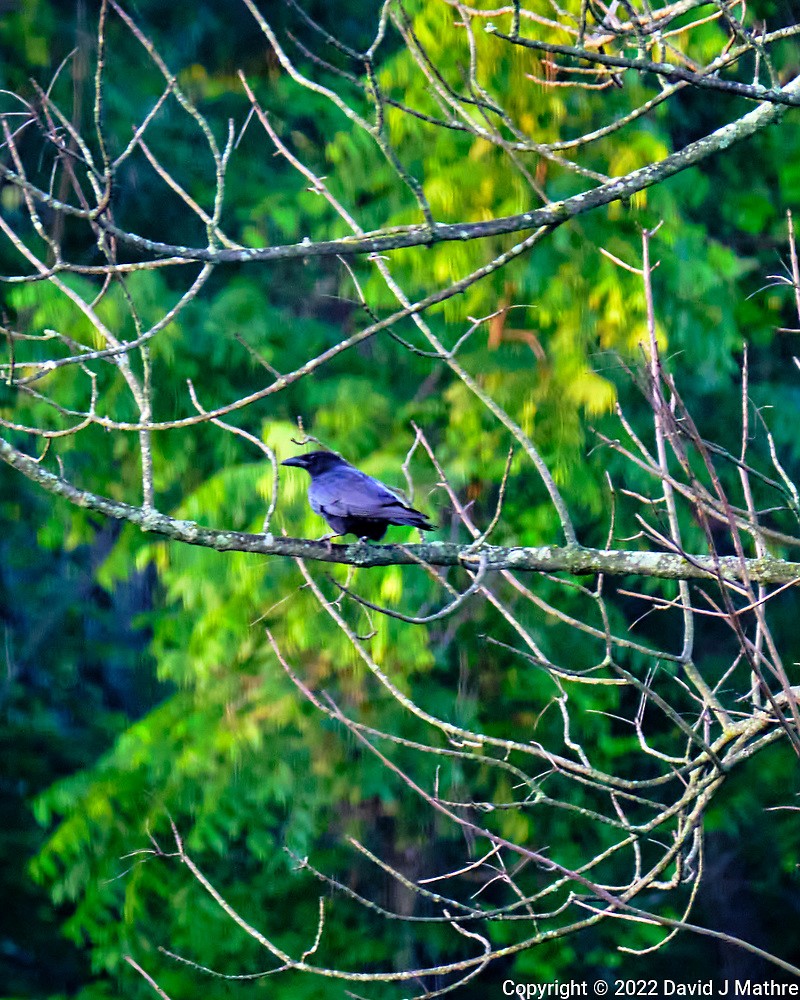 American Crow - ML468748431