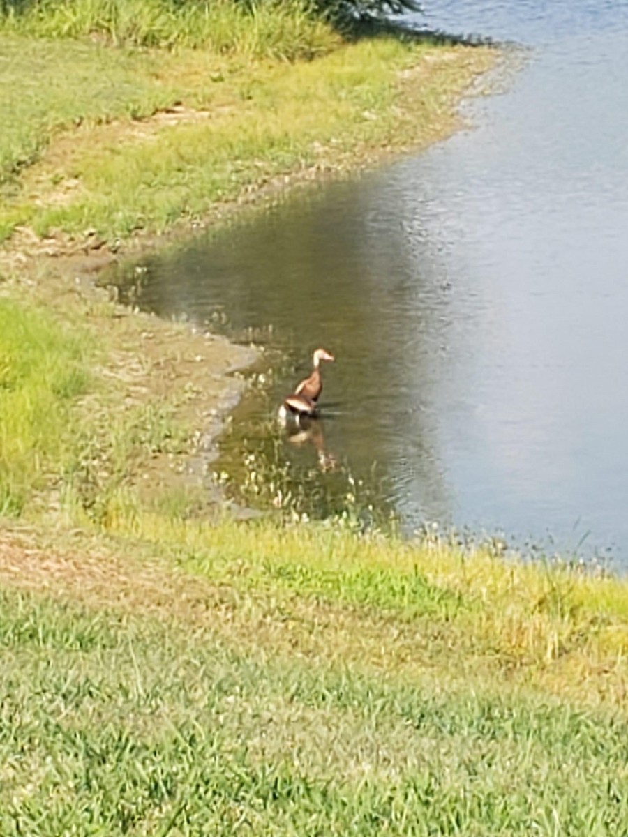 Black-bellied Whistling-Duck - ML468748551