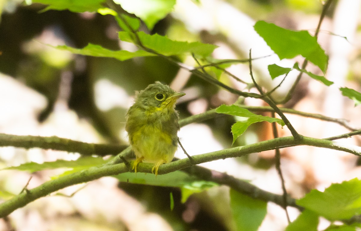 Canada Warbler - Jay McGowan