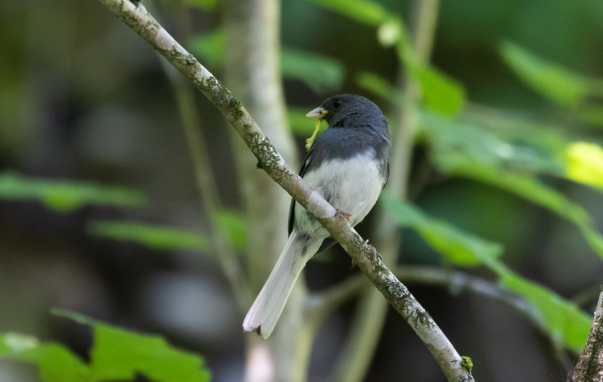 Юнко сірий (підвид hyemalis/carolinensis) - ML468749291