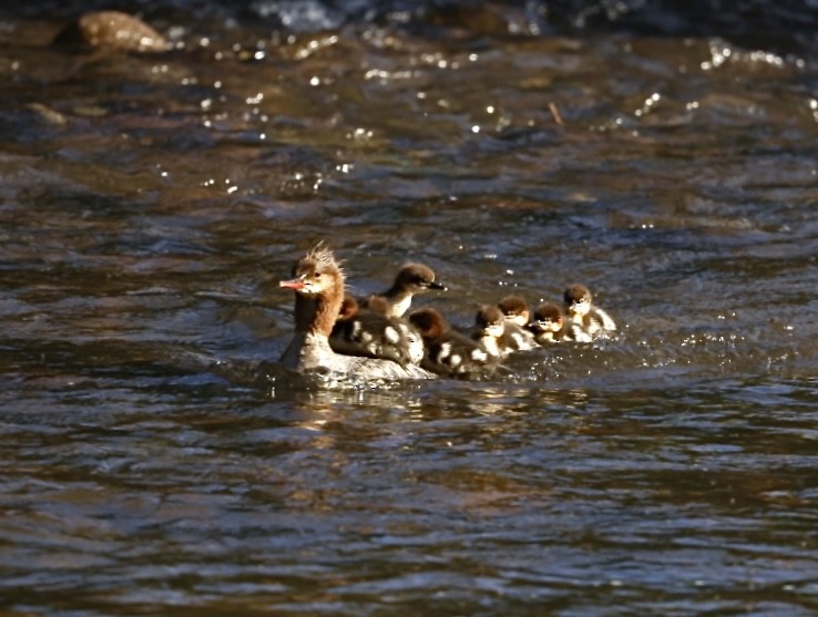 Common Merganser - Rod Goodwin