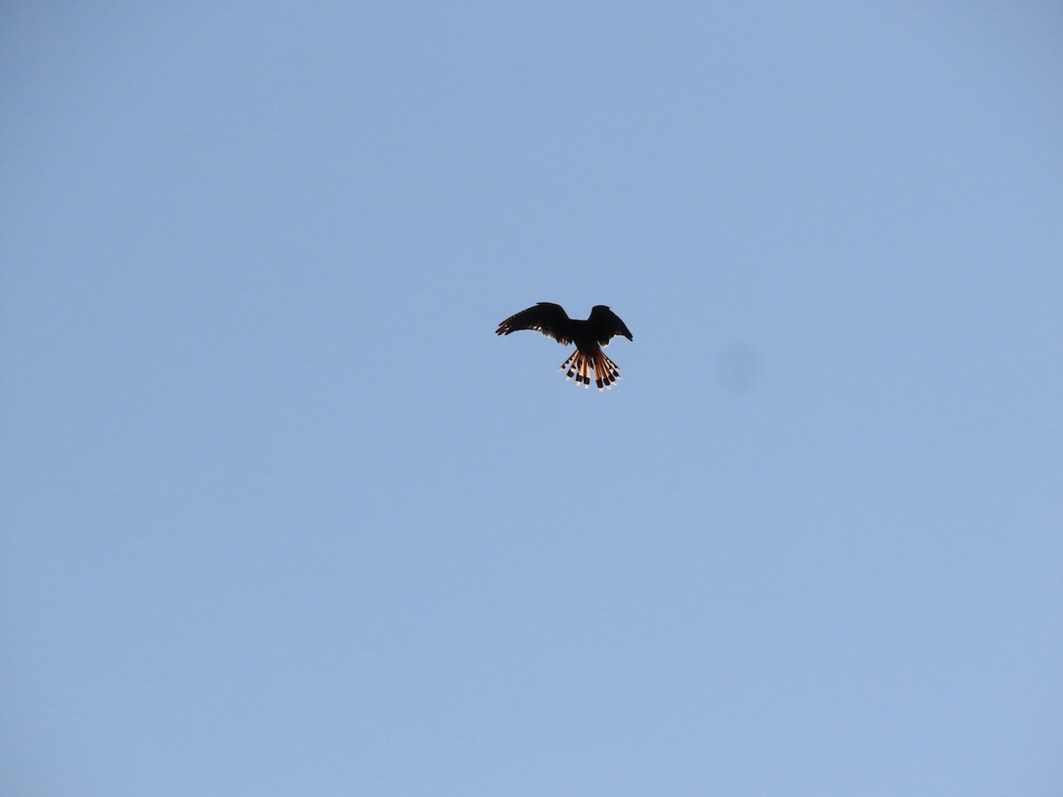 American Kestrel - ML468751661