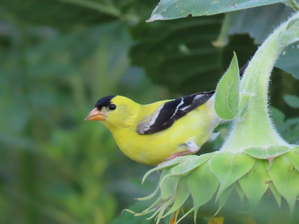 American Goldfinch - Suzanne Roberts