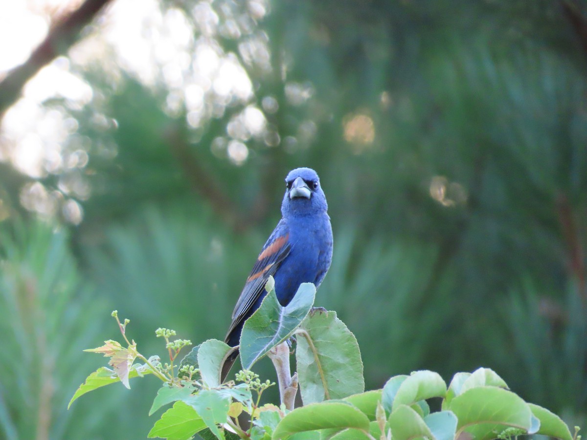 Blue Grosbeak - ML468752121