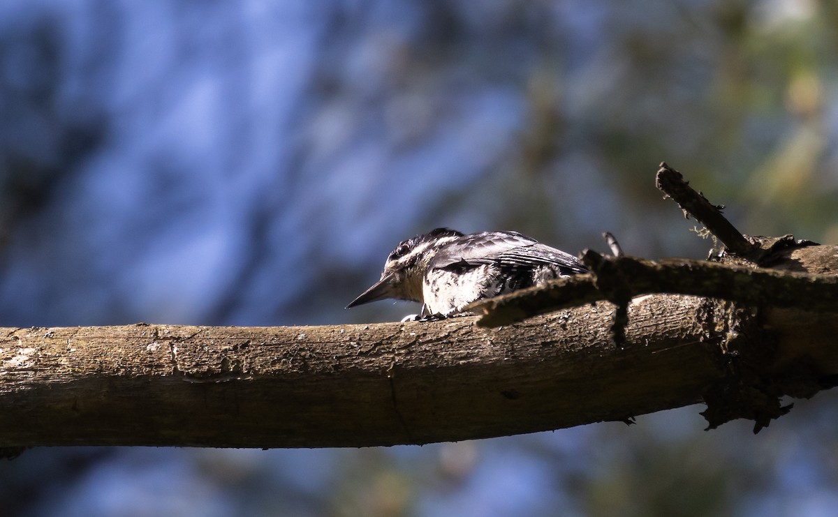 Black-backed Woodpecker - ML468752851