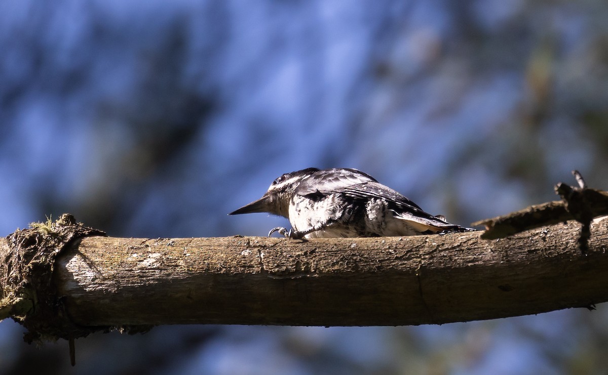 Black-backed Woodpecker - Jay McGowan