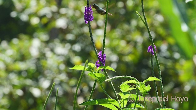 Rufous-crested Coquette - ML468753001