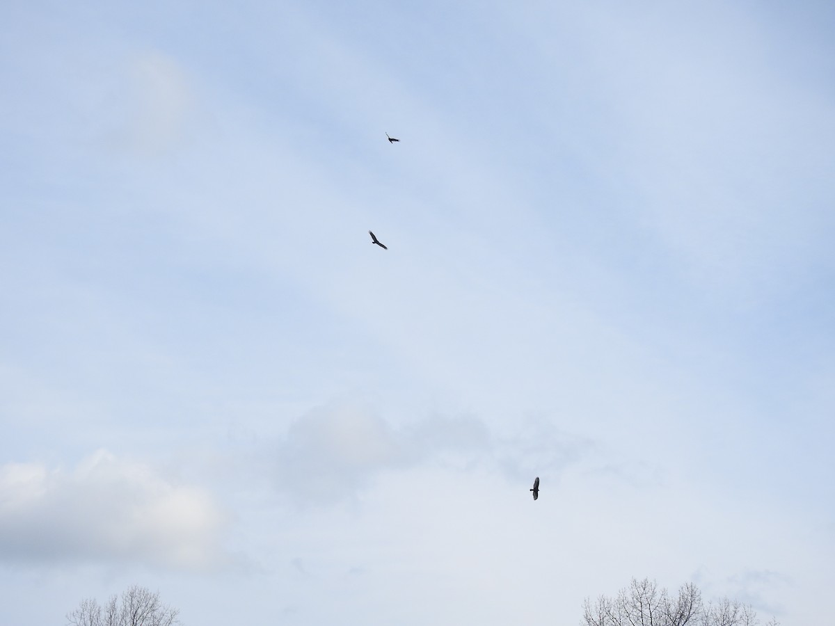 Turkey Vulture - ML46875511