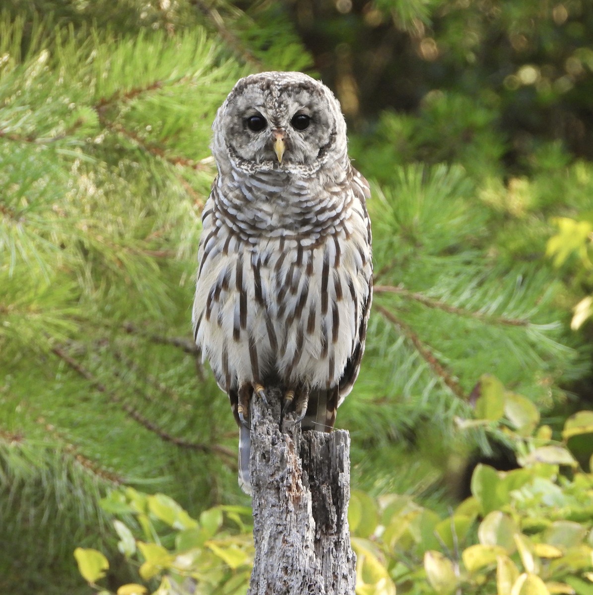 Barred Owl - Michelle Hanko