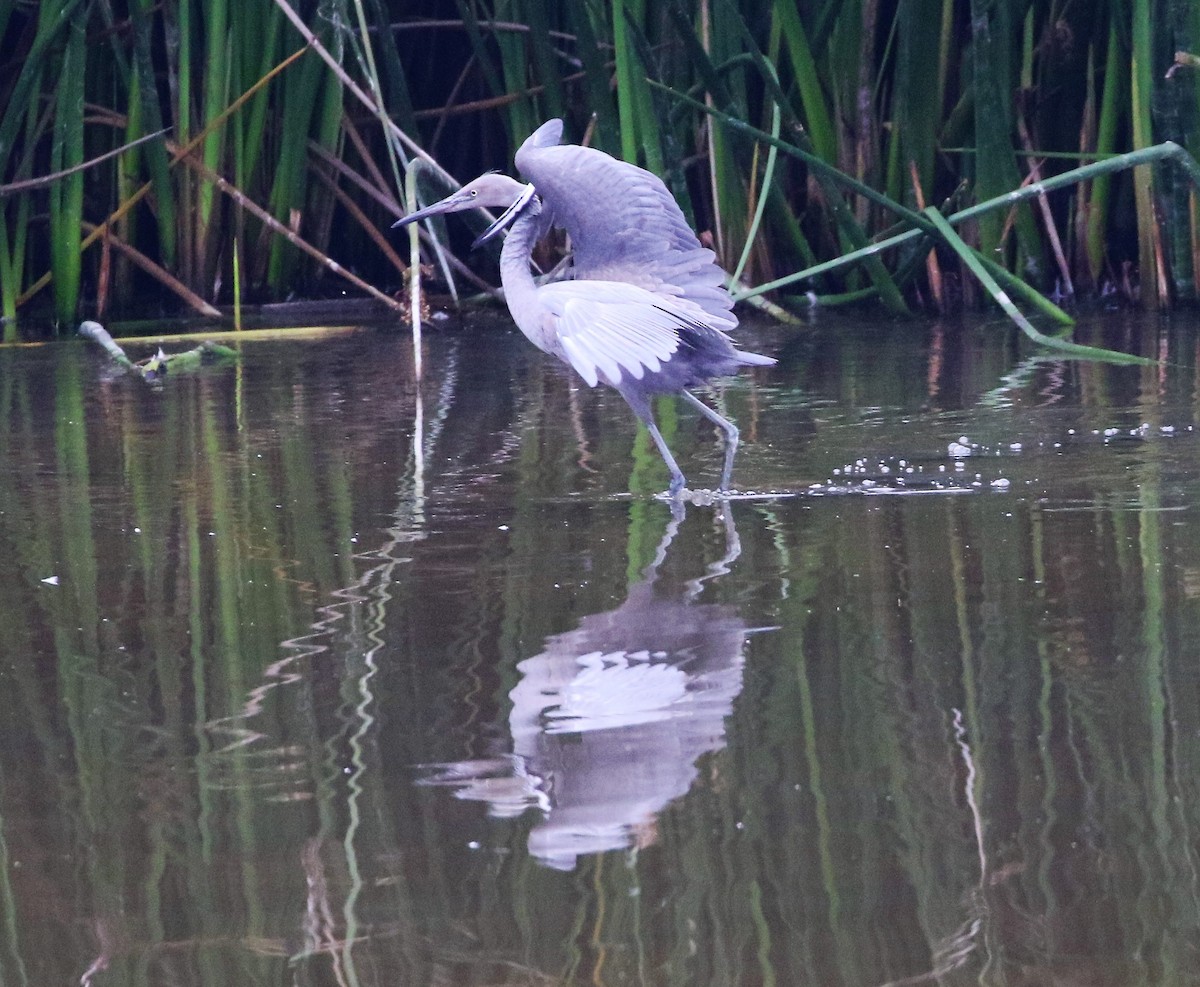 Reddish Egret - ML46875621