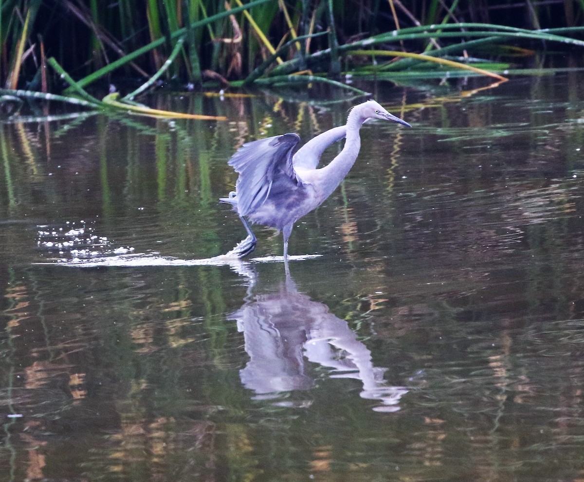 Reddish Egret - ML46875641