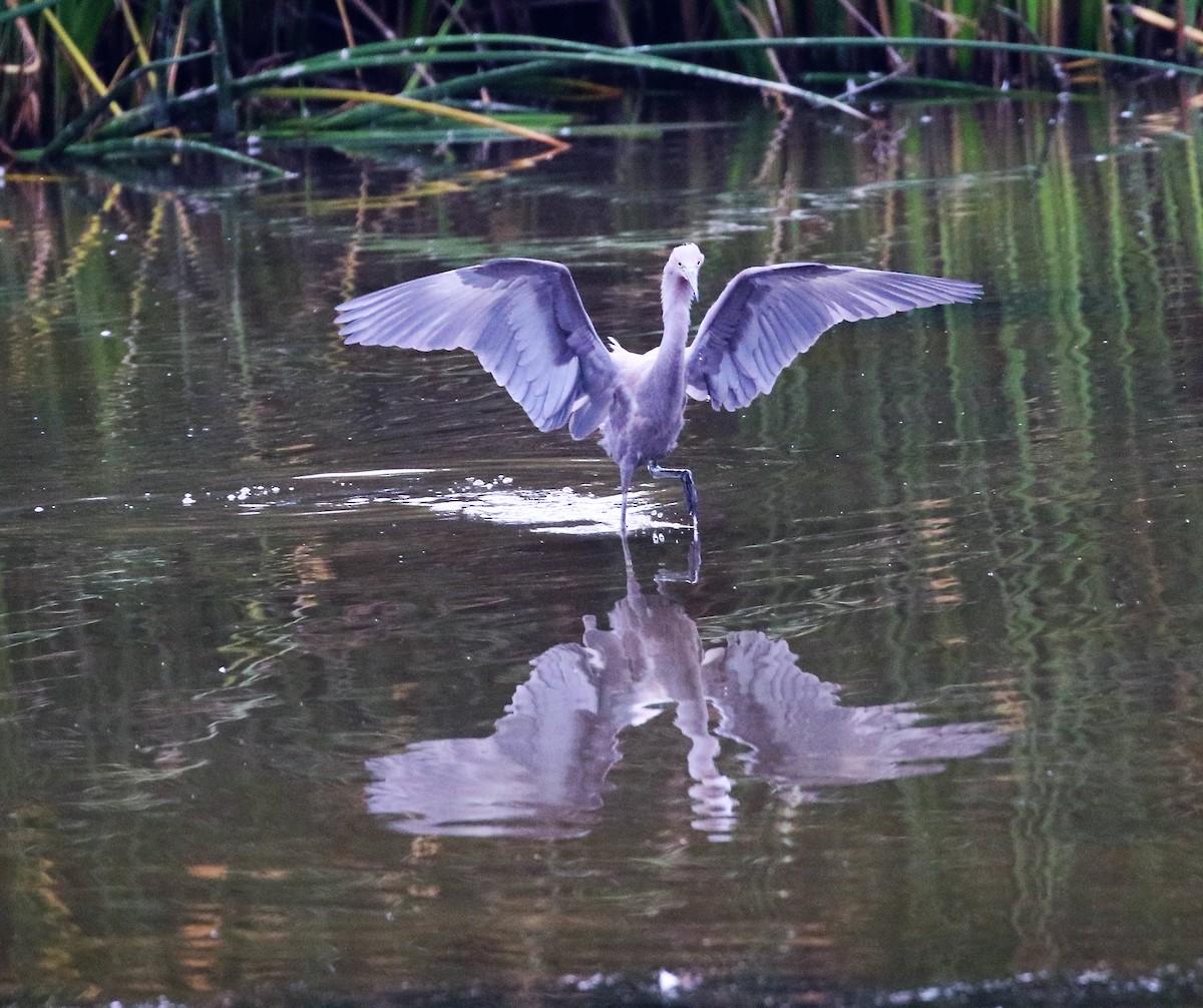 Reddish Egret - ML46875651