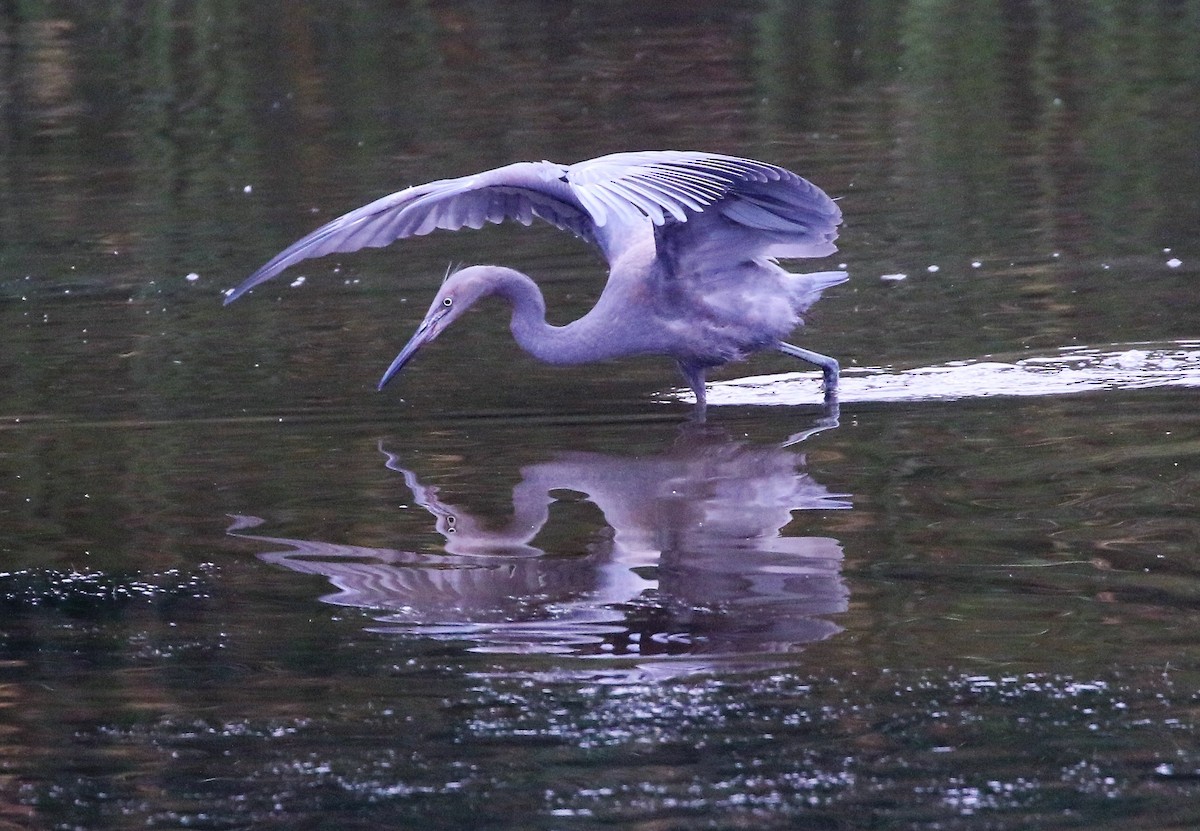 Reddish Egret - ML46875711