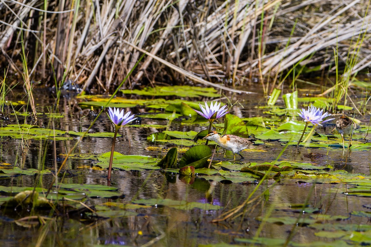 Lesser Jacana - ML468757191