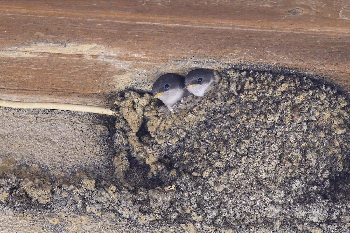 Western House-Martin - ML468757291