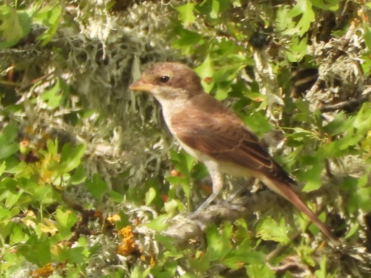 Red-backed Shrike - ML468757361