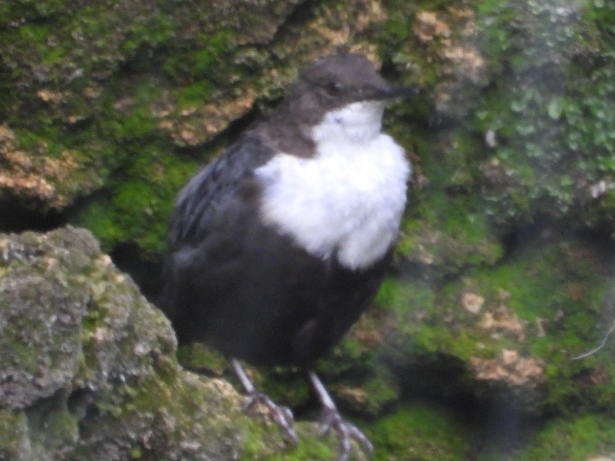 White-throated Dipper - ML468757461