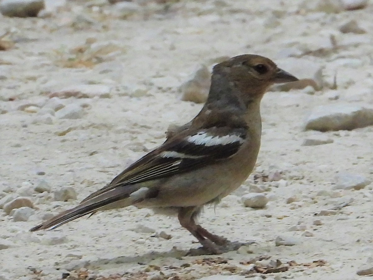 Common Chaffinch - ML468758231