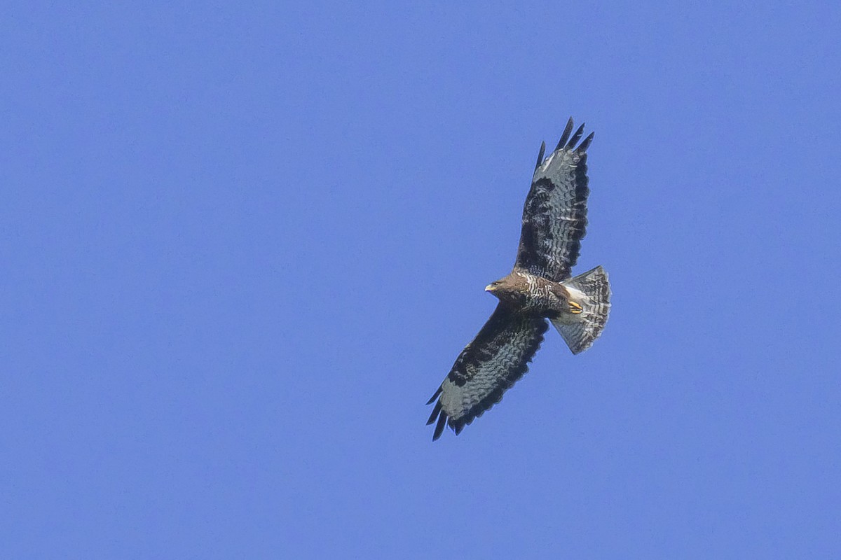 Common Buzzard - ML468758771