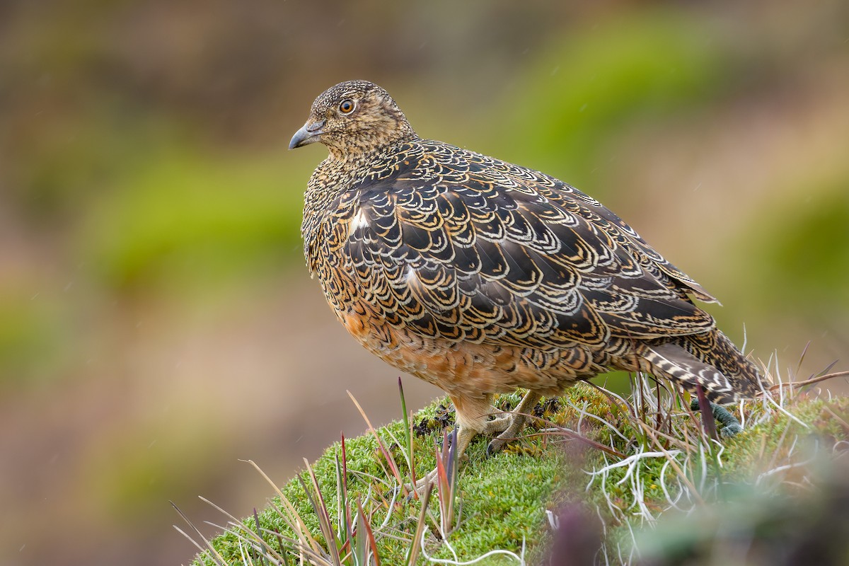 Rufous-bellied Seedsnipe - Alexander Montero