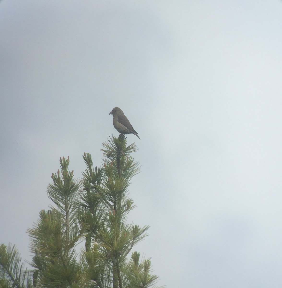 Red Crossbill (Ponderosa Pine or type 2) - ML468759271