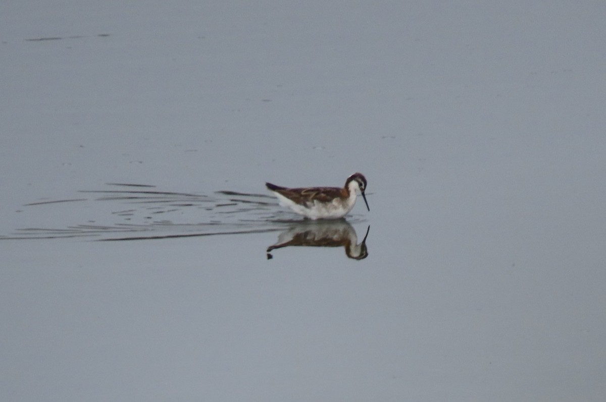 Wilson's Phalarope - ML468761291