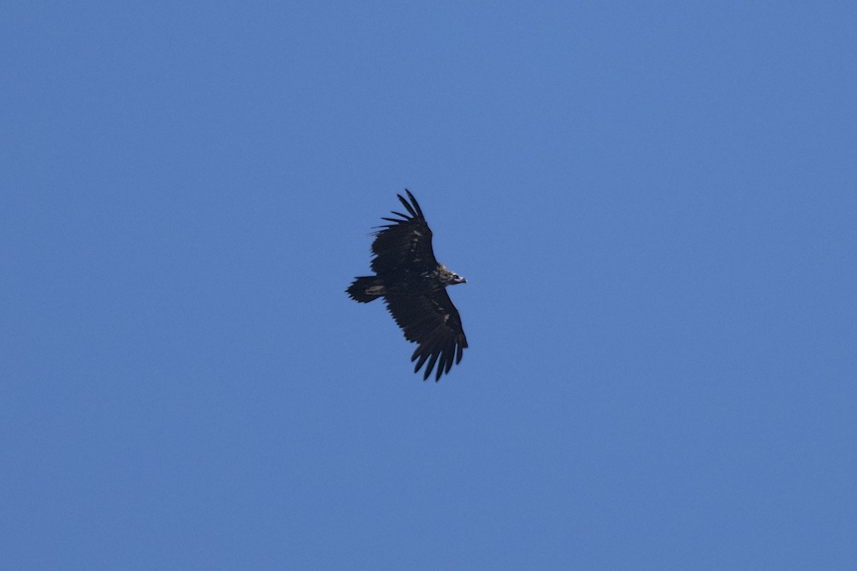 Cinereous Vulture - ML468763651