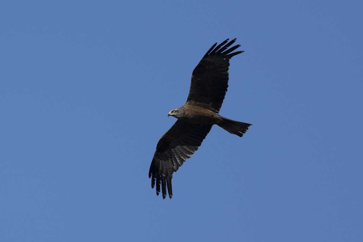 Black Kite - Michael Fuhrer