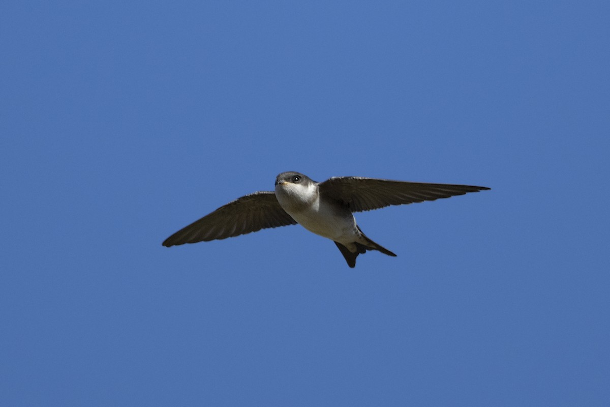 Western House-Martin - ML468763761