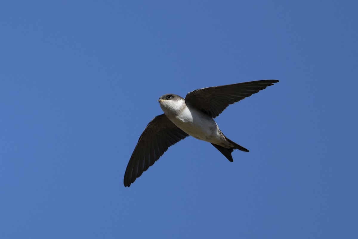 Western House-Martin - ML468763771