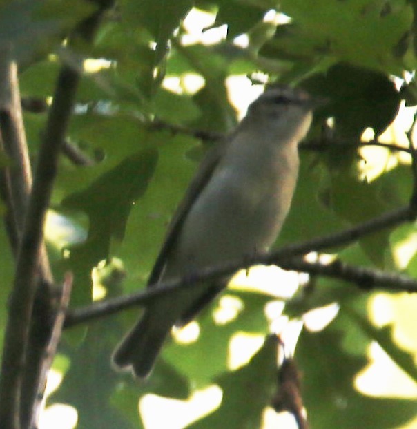 Red-eyed Vireo - ML468764441