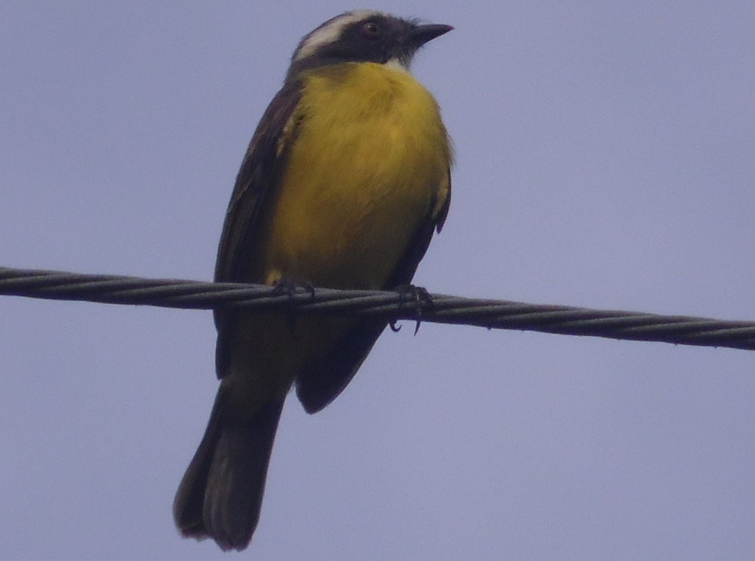 Social Flycatcher - ML468764481