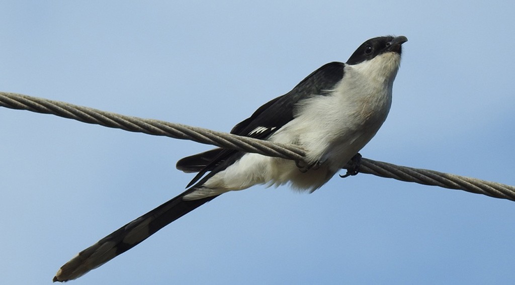 Pied Cuckoo - ML468764491