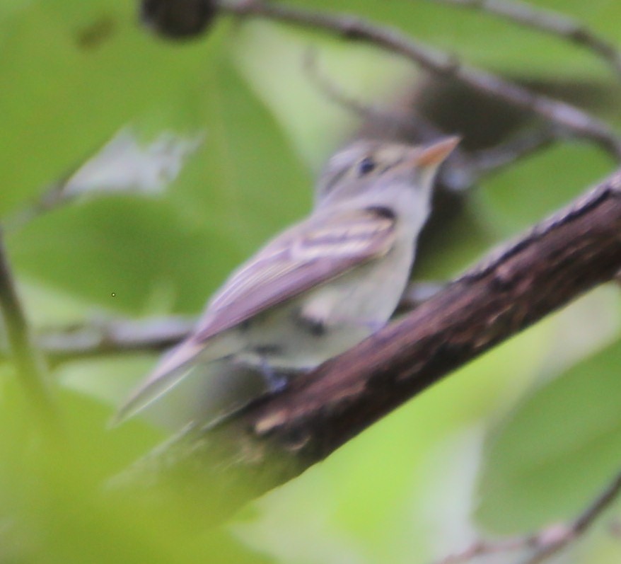 Acadian Flycatcher - ML468764531