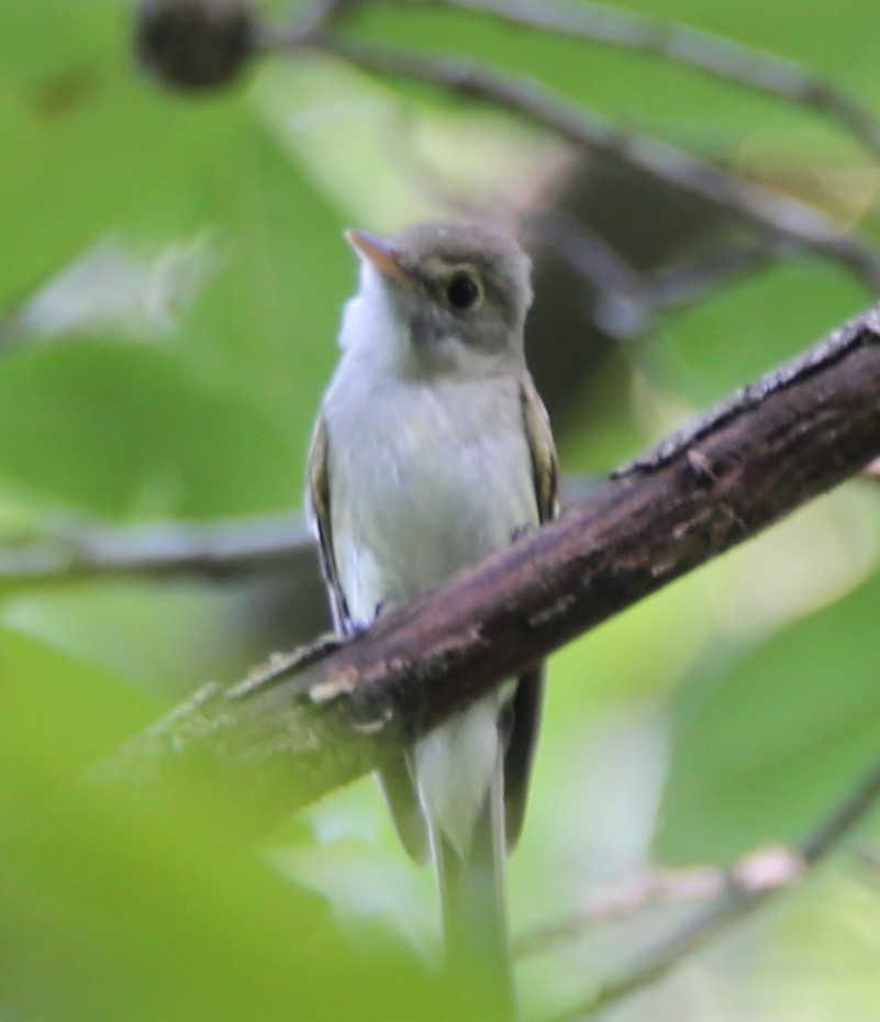 Acadian Flycatcher - ML468764551