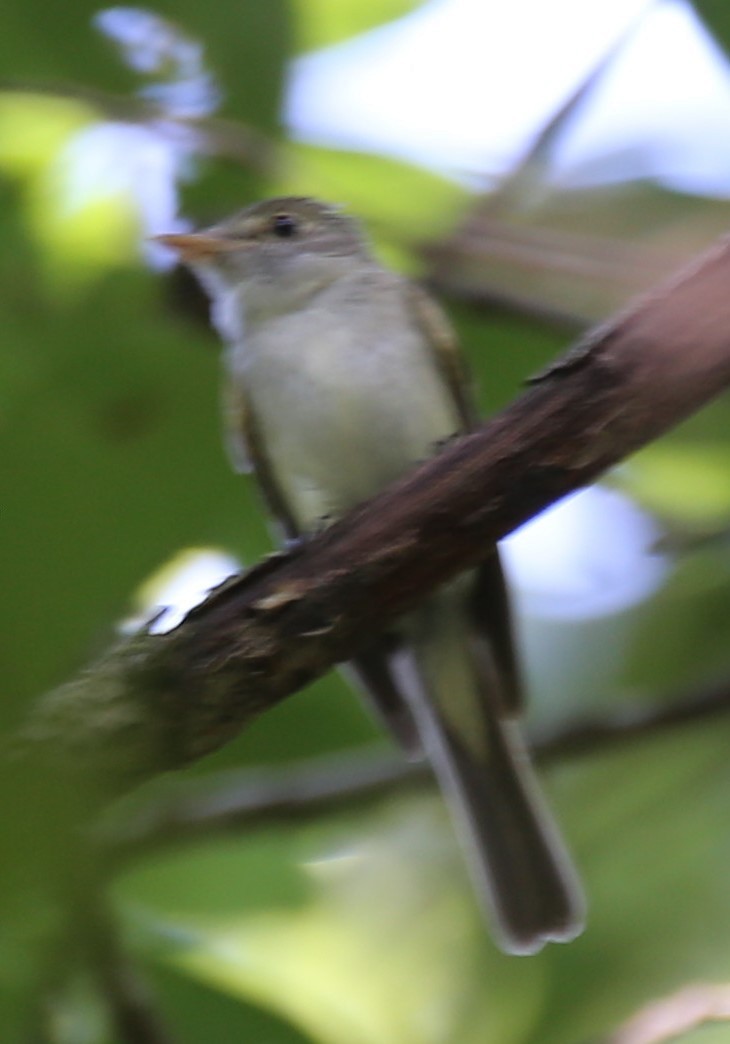 Acadian Flycatcher - ML468764611