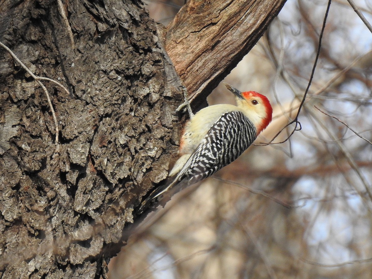 Red-bellied Woodpecker - ML46876521