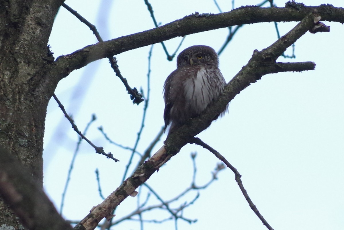 Eurasian Pygmy-Owl - Rafael Szamocki