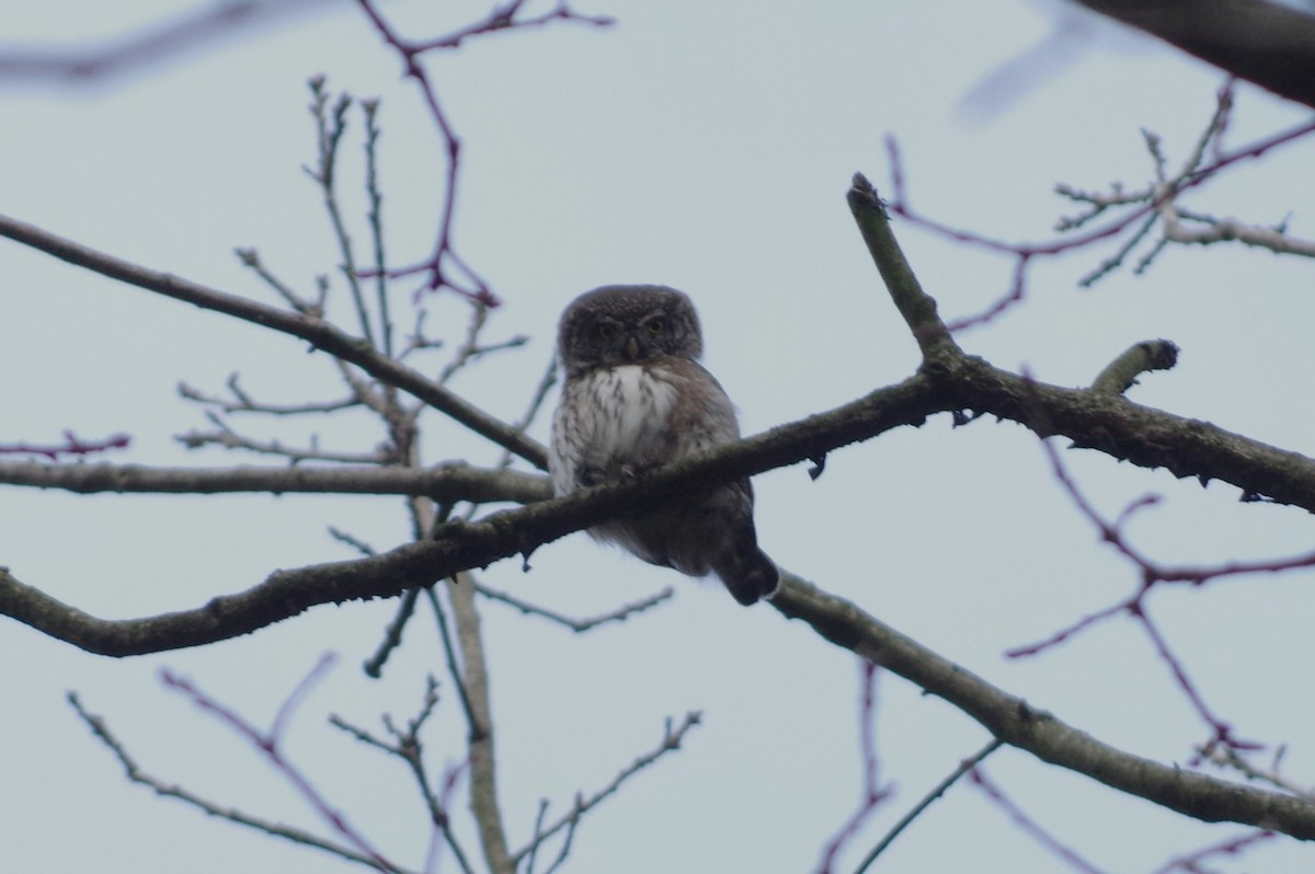 Eurasian Pygmy-Owl - Rafael Szamocki