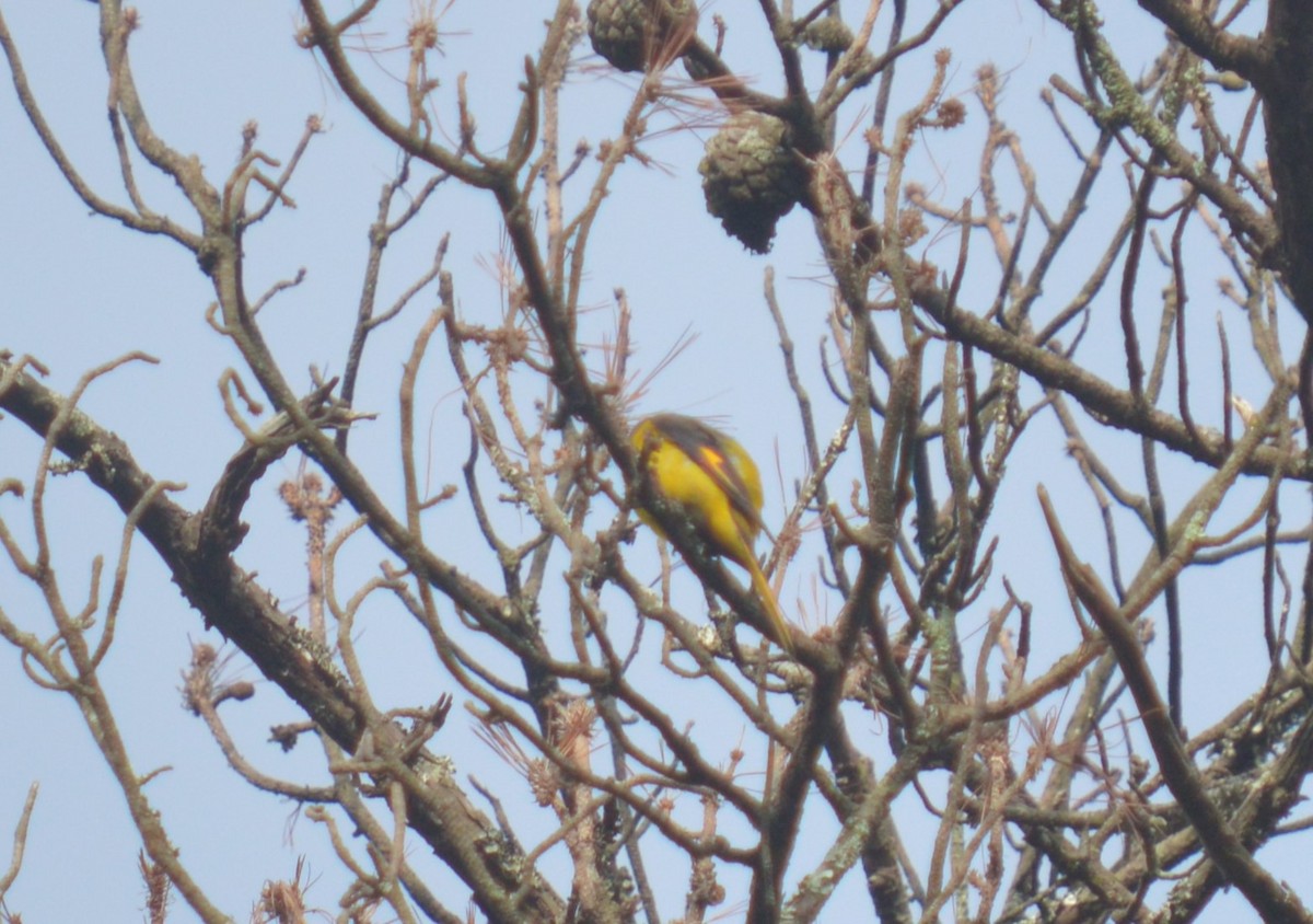 Short-billed Minivet - ML468767131