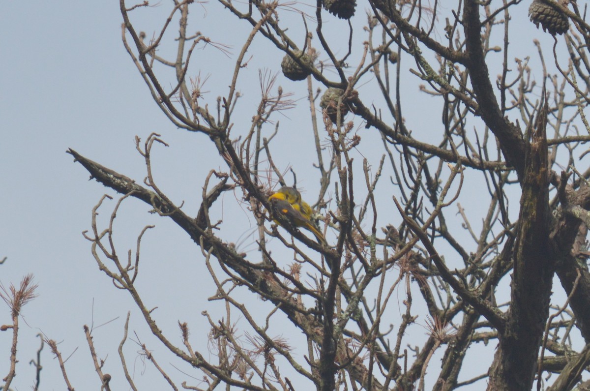 Short-billed Minivet - ML468767161