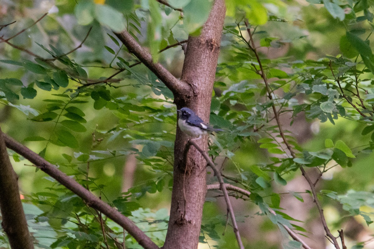 Black-throated Blue Warbler - Andrew Lydeard