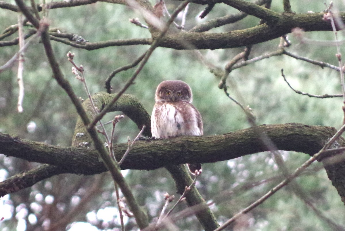 Eurasian Pygmy-Owl - Rafael Szamocki