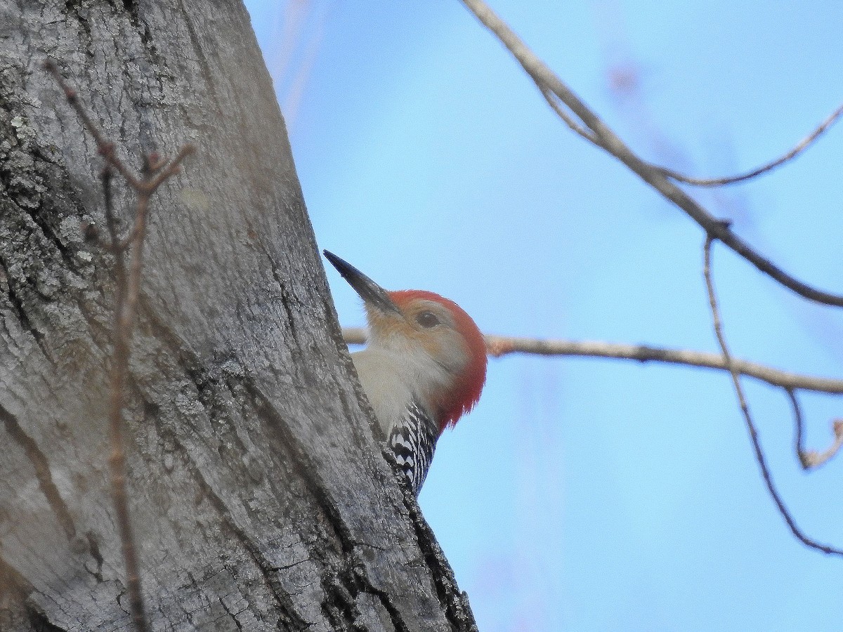 Red-bellied Woodpecker - ML46876751