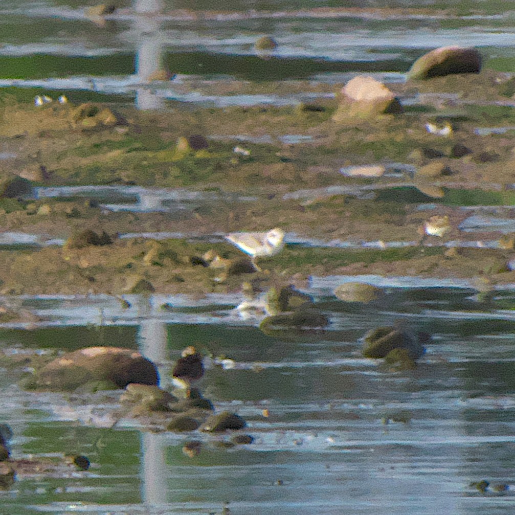 Snowy Plover - ML468767681