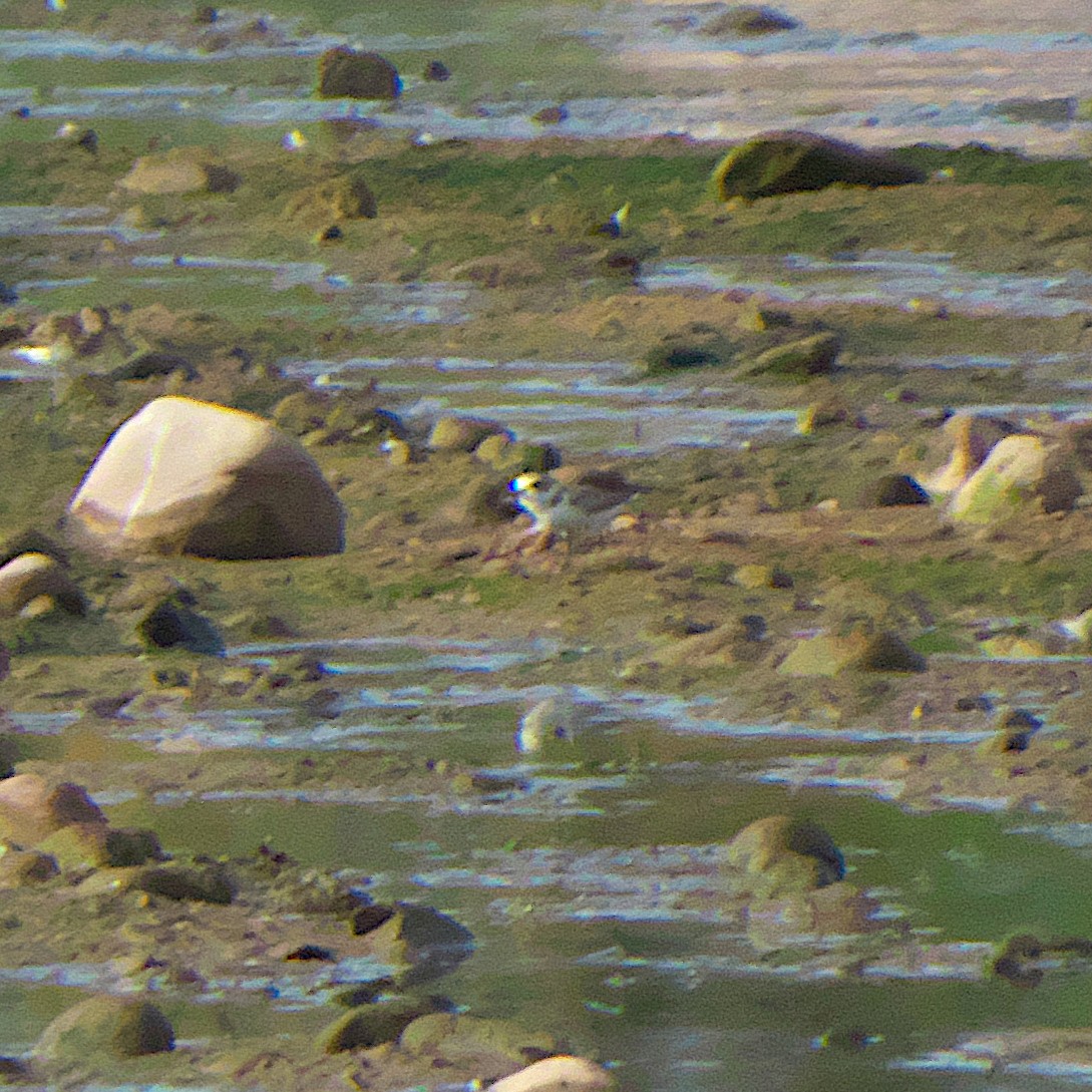 Snowy Plover - ML468767691