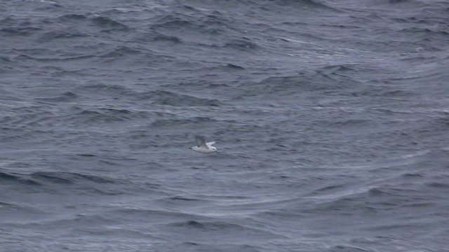 Fulmar argenté - ML468767781