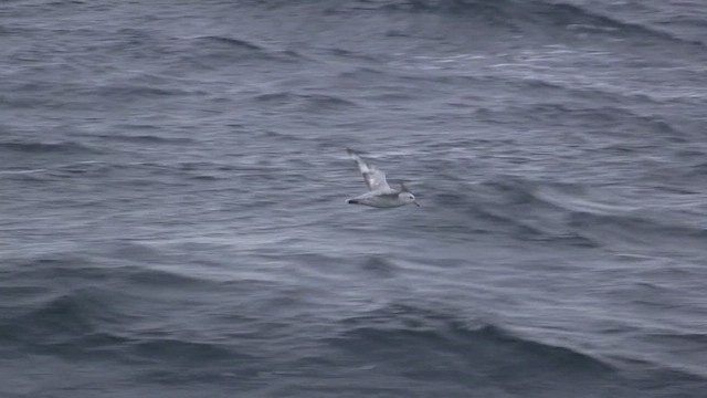 Southern Fulmar - ML468768711