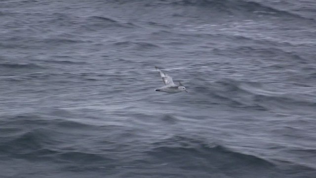 Fulmar argenté - ML468768711