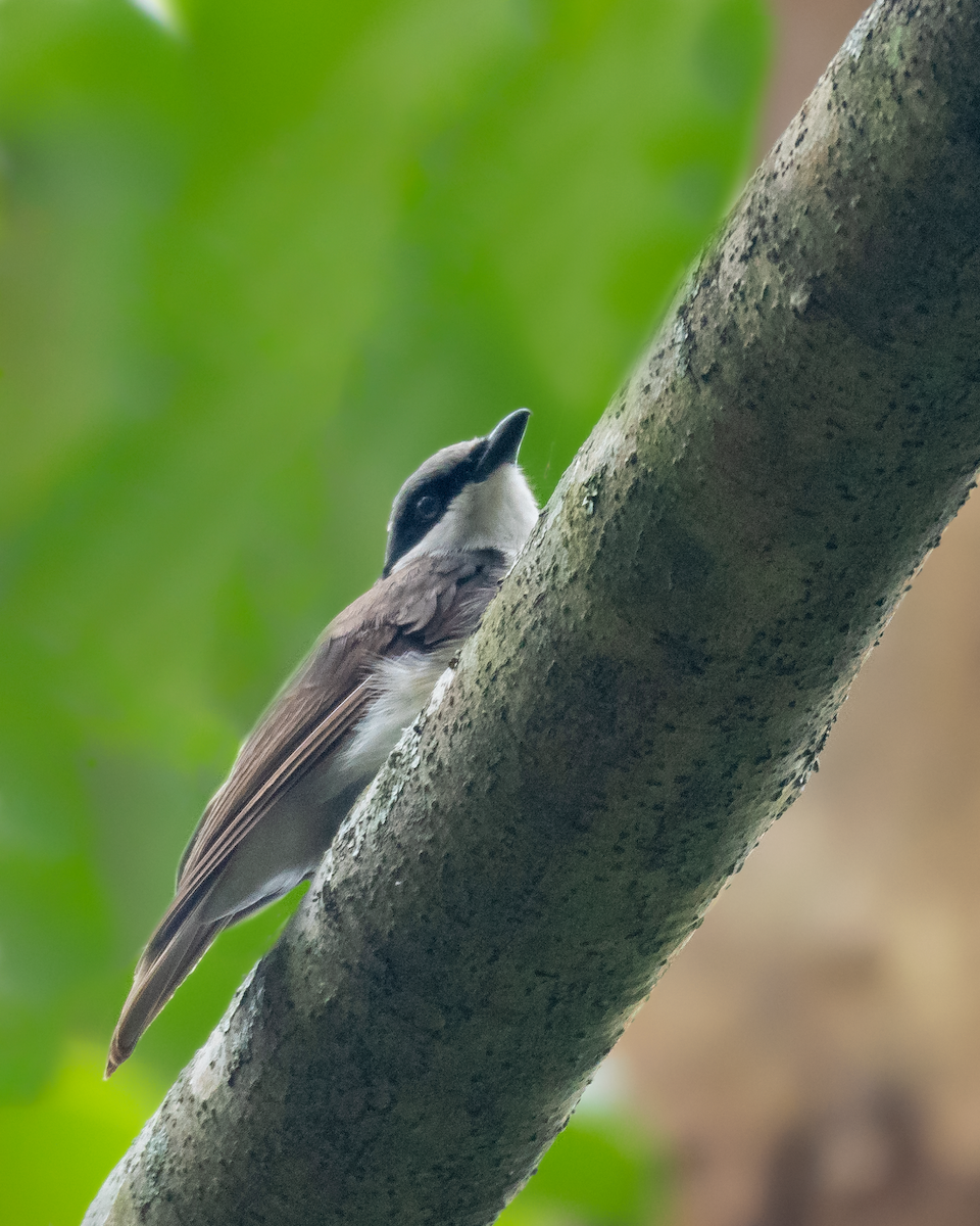 Large Woodshrike - ML468768851